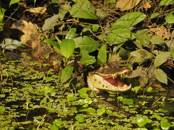 Alligator Sauvage Costa Rica — Photo