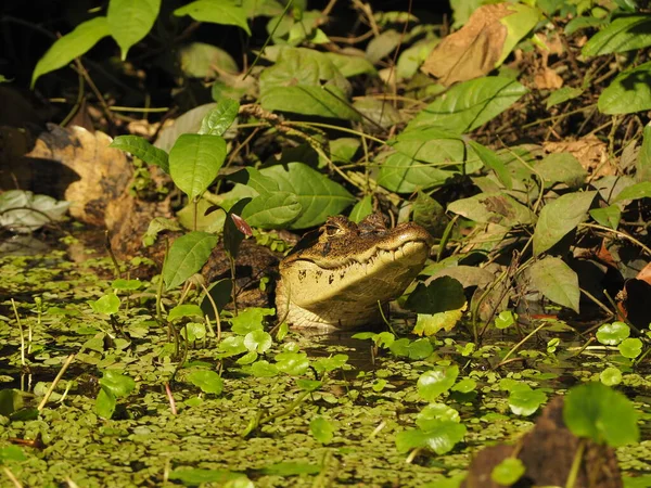 Vild Alligator Costa Rica — Stockfoto