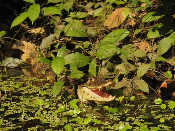 Caimán Salvaje Costa Rica — Foto de Stock