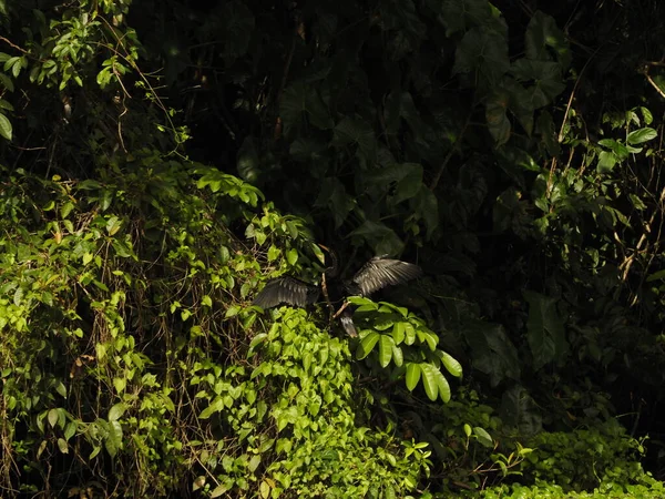 Wilde Vogels Van Costa Rica Het Bos — Stockfoto