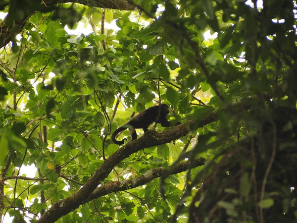Dzikie Małpy Lesie Costa Rica — Zdjęcie stockowe