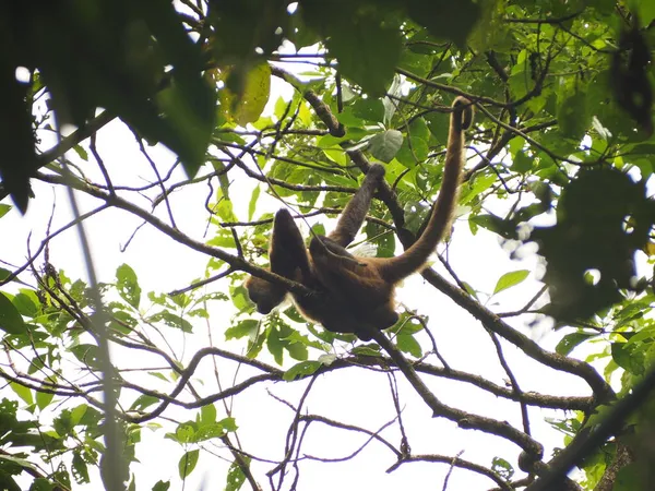 Scimmie Selvatiche Nella Foresta Costa Rica — Foto Stock