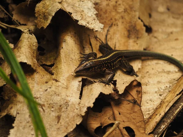 Costa Rica Ormanında Vahşi Iguana — Stok fotoğraf