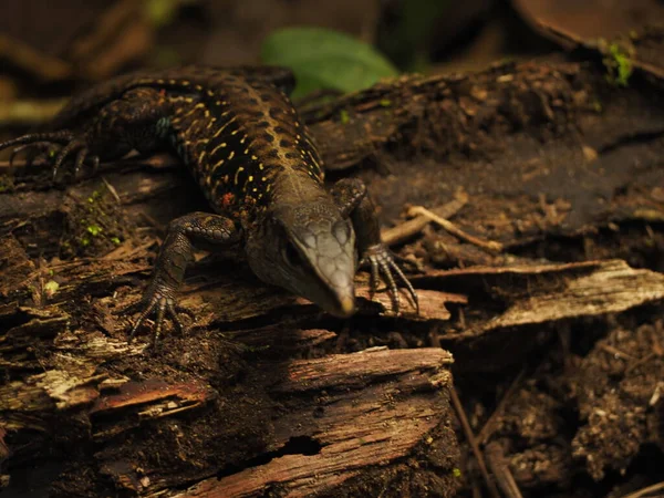 Costa Rica Ormanında Vahşi Iguana — Stok fotoğraf