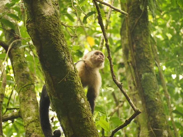 Macacos Selvagens Floresta Costa Rica — Fotografia de Stock