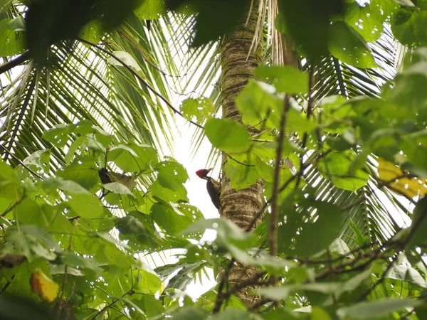Aves Silvestres Costa Rica Bosque —  Fotos de Stock