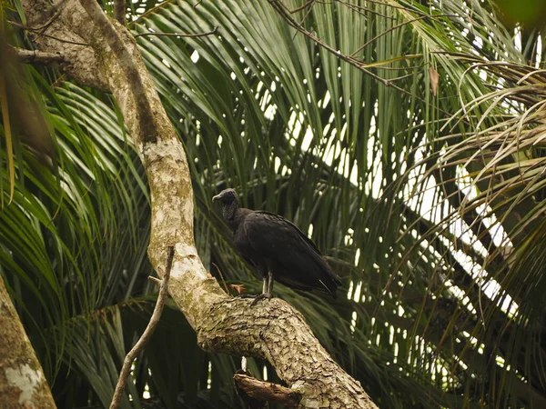 Άγρια Πτηνά Της Κόστα Ρίκα Στο Δάσος — Φωτογραφία Αρχείου