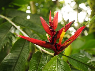 Kosta Rika vahşi ormanı