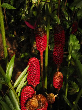 wild jungle of costa rica