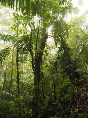 Kosta Rika 'daki vahşi tropikal orman.