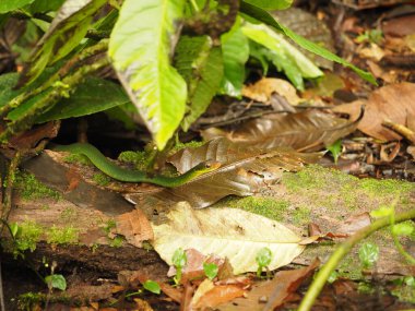 Kosta Rika ormanında yeşil yılan