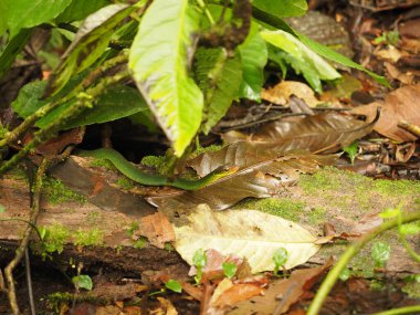 Kosta Rika ormanında yeşil yılan