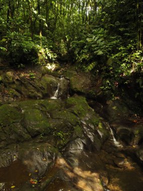 Kosta Rika 'daki vahşi tropikal orman.
