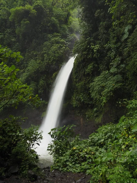 Wilder Dschungel Von Costa Rica — Stockfoto