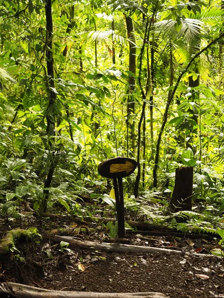 Bosque Tropical Salvaje Costa Rica —  Fotos de Stock