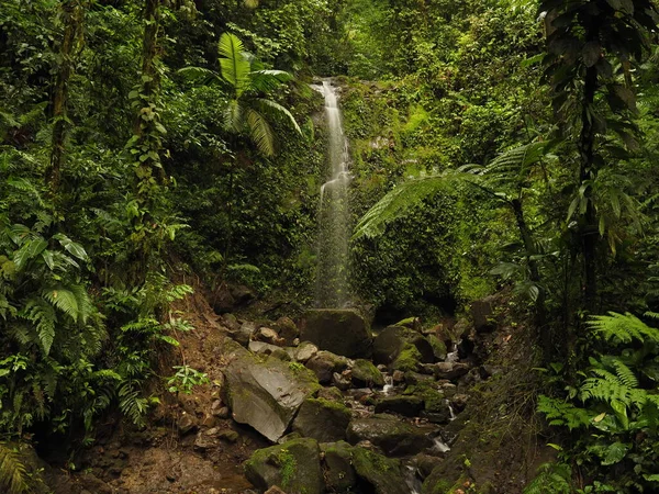 Άγρια Τροπικά Δάση Στην Κόστα Ρίκα — Φωτογραφία Αρχείου