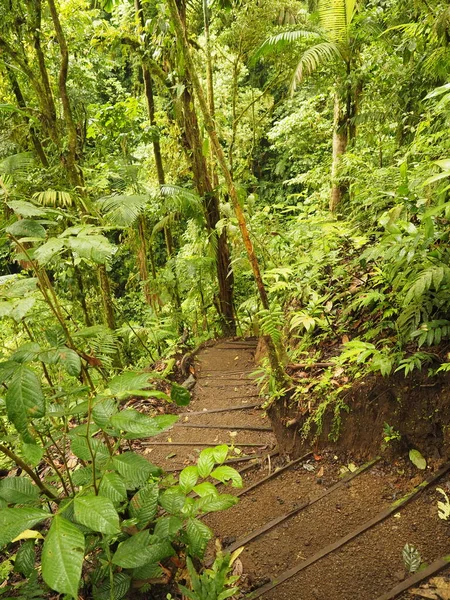 Bosque Tropical Salvaje Costa Rica —  Fotos de Stock