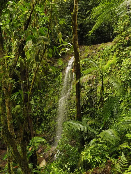 Wilder Tropischer Wald Costa Rica — Stockfoto