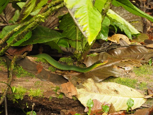 green snake in a forest of costa rica