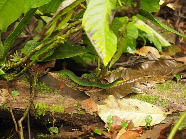 Serpiente Verde Bosque Costa Rica — Foto de Stock