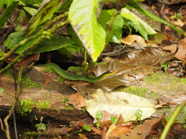 green snake in a forest of costa rica