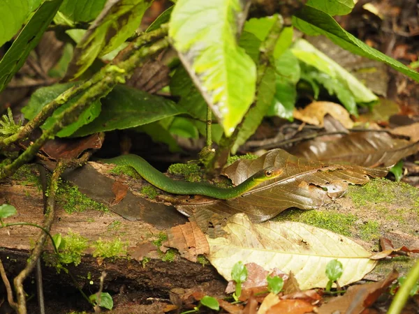 green snake in a forest of costa rica