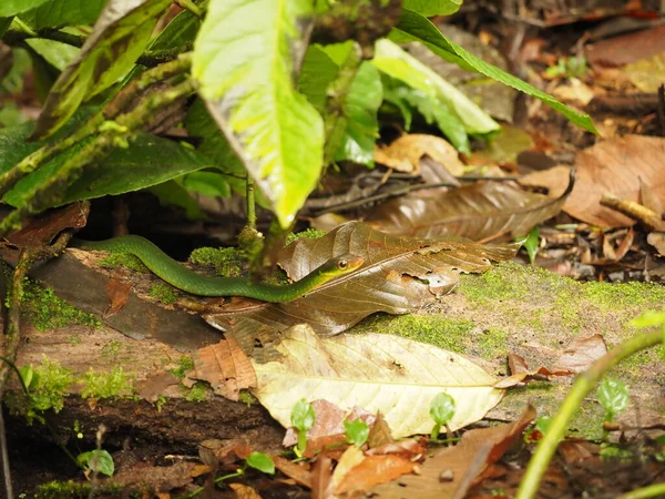 Green Snake Forest Costa Rica — Stock Photo, Image