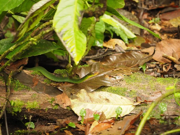 Serpiente Verde Bosque Costa Rica — Foto de Stock