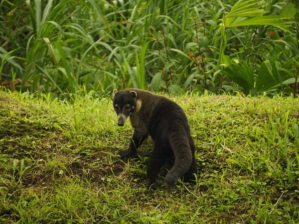 Coati Selvagem Costa Rica — Fotografia de Stock