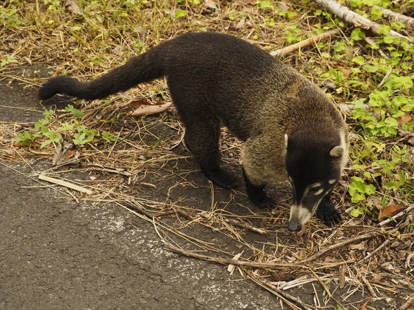 Wild Coati Costa Rica — Photo