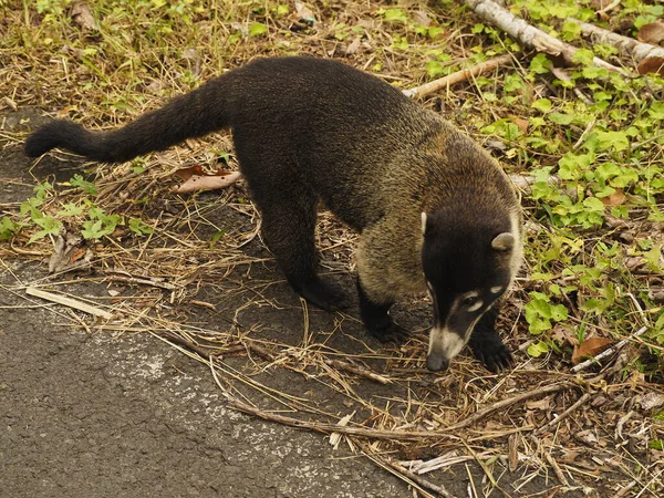 Coati Selvagem Costa Rica — Fotografia de Stock