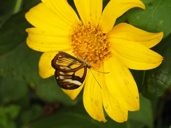 Pequena Borboleta Uma Flor Amarela — Fotografia de Stock