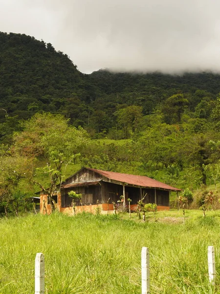 Дикие Джунгли Коста Рики — стоковое фото