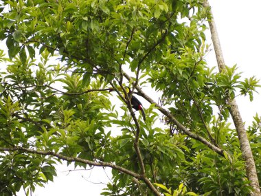 Kosta Rika 'da vahşi tukan