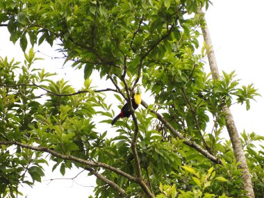 Kosta Rika 'da vahşi tukan