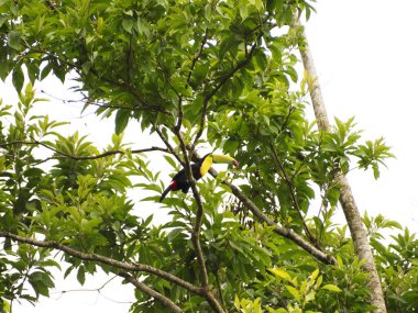 Kosta Rika 'da vahşi tukan