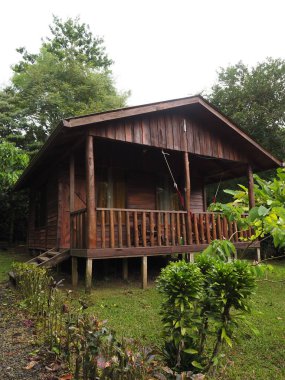 Kosta Rika vahşi ormanı