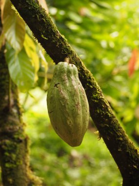 Kosta Rika vahşi ormanı
