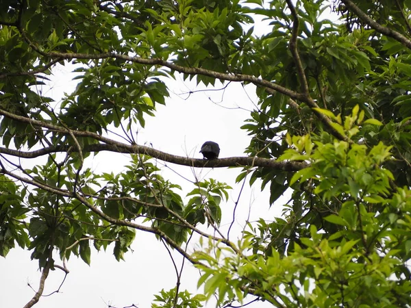 Wild Toucan Costa Rica — стокове фото