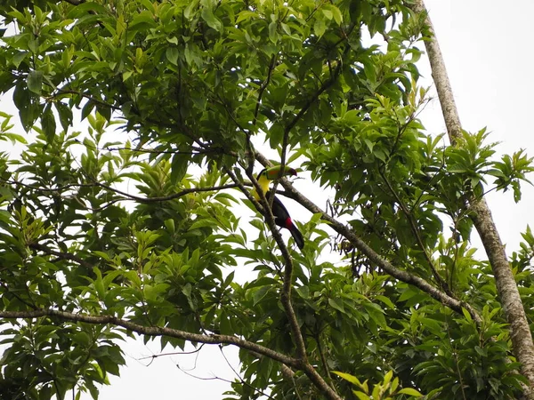 Wild Toucan Costa Rica — Zdjęcie stockowe