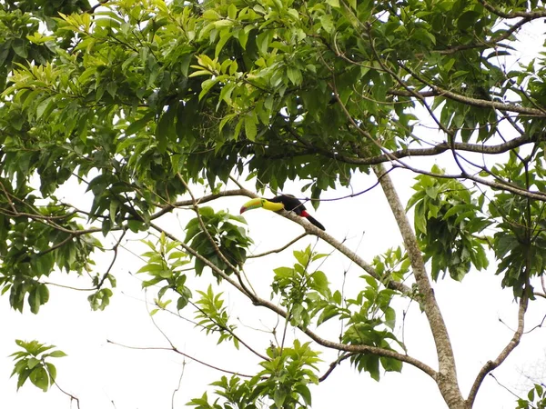 Divoký Toucan Costa Rica — Stock fotografie