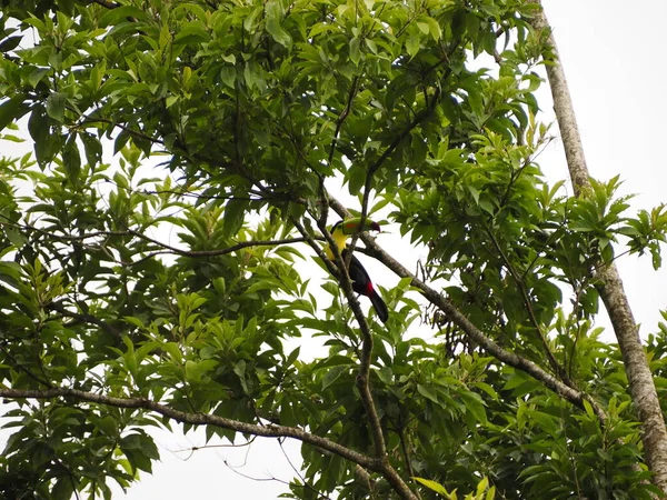 Divoký Toucan Costa Rica — Stock fotografie