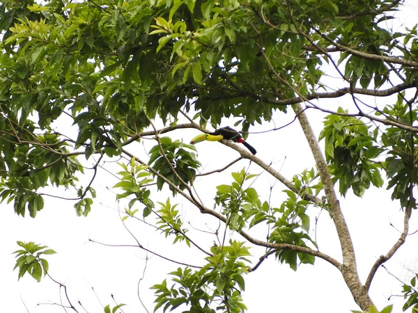 Wild Toucan Costa Rica — стокове фото