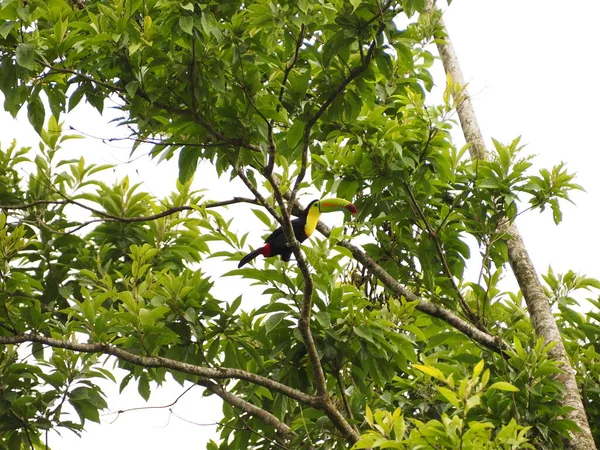 Wild Toucan Costa Rica — стокове фото