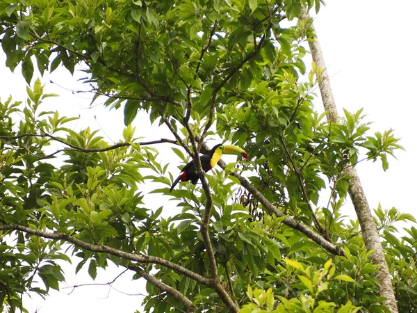 Wild Toucan Costa Rica — Stock Fotó