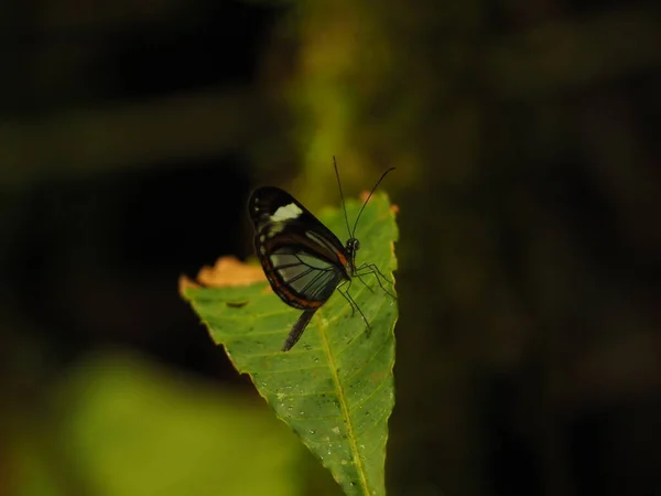 Vild Fjäril Djungeln Costa Rica — Stockfoto