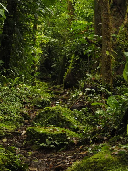 Wild Jungle Costa Rica — Stock Photo, Image