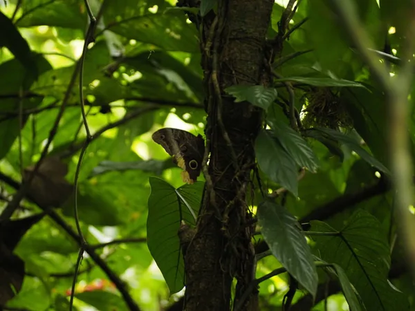 Wilde Vlinder Jungle Costa Rica — Stockfoto