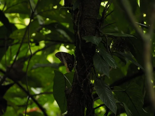 Wild Butterfly Jungle Costa Rica — Stockfoto