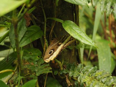 Kosta Rika 'da vahşi bir kelebek.